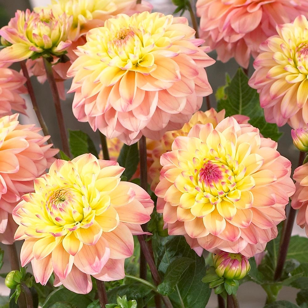 Dahlia 'Princess Elisabeth'